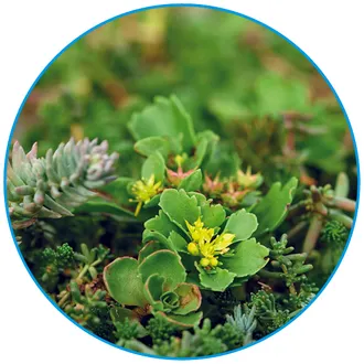 Universal Pro - Green